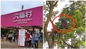 東非狒狒,新竹縣農業處,林務局,稽查（圖／翻攝畫面）