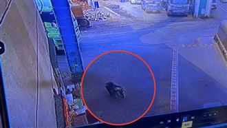 狒狒桃園逛大街！屏科大鑑定：是豚尾狒狒