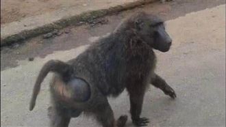 狒狒犬齒跟獅子一樣可怕　易被4行為恐激