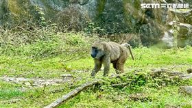 台北動物園非洲動物區/東非狒狒 （圖／記者谷庭攝）