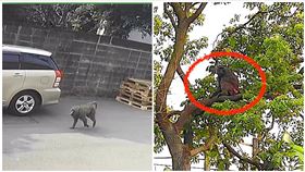 東非狒狒,六福村,狒狒（圖／翻攝畫面）