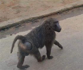 桃園,平鎮,狒狒,新屋,我是新屋人臉書