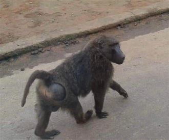 新／狒狒新屋逛大街！農業局巡守隊圍捕中