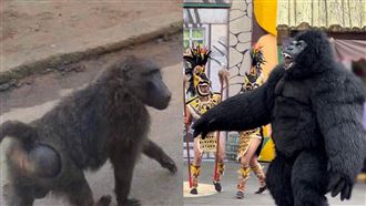 桃園狒狒逃竄中　劍湖山曬自家金剛笑翻網