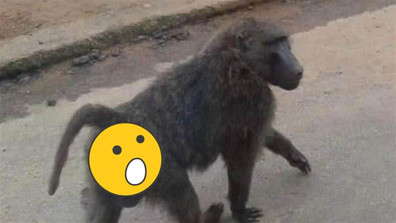 狒狒翹臀高清照曝光　網笑：樂天逃猿