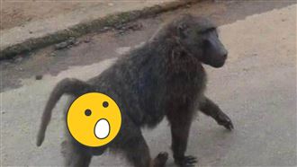 狒狒翹臀高清照曝光　網笑：樂天逃猿