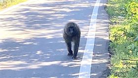 東非狒狒,高清照,廢水廠（圖／翻攝畫面）