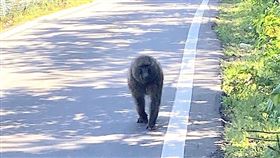 東非狒狒,高清照,廢水廠（圖／翻攝畫面）