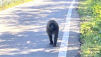 六福村清點東非狒狒竟多一隻！園方解釋了