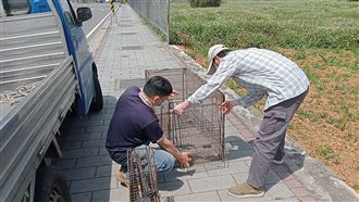 天黑怎麼抓脫逃狒狒？桃園農業局曝奇招