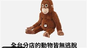 今日傳出「東非狒狒」逃脫後，IKEA趁機貼出分店裡「猩猩」照片說「全台分店的動物經確認後，確定皆無逃脫情況」，網友讚相當幽默.。（圖／翻攝自IKEA粉絲專頁）