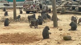 東非狒狒,六福村,脫逃,數量（圖／翻攝畫面）