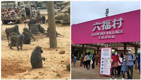 東非狒狒,六福村,脫逃,數量（圖／翻攝畫面）