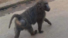 桃園,平鎮,狒狒,新屋,我是新屋人臉書