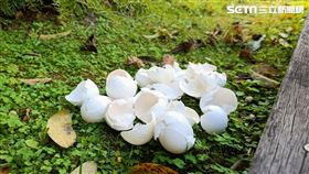 蛋殼妙用。（圖／記者陳韋帆攝影）