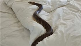 「世界第2毒」巨蛇闖入躺床！網崩潰想搬家。臉書Zachery's Snake and Reptile Relocation