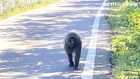 東非狒狒,高清照,廢水廠（圖／翻攝畫面）