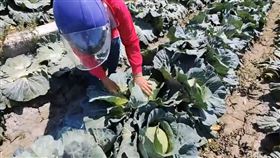 彰化，高麗菜崩盤，自採，1顆10元(圖／翻攝畫面)