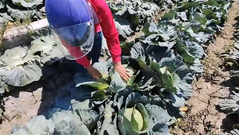 採收還倒賠錢菜農心冷　開放自採每顆10元