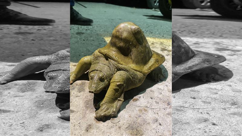 「變形鱉」背甲隆起　民眾目擊驚：像怪物