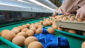 雞蛋(翻攝畫面)