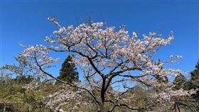 阿里山國家森林遊樂區內櫻王(嘉義林管處提供)