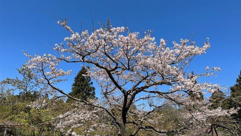 櫻王將盛開　阿里山週末估湧「破萬人潮」