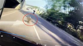 東非狒狒,新屋,足跡（圖／翻攝畫面）,