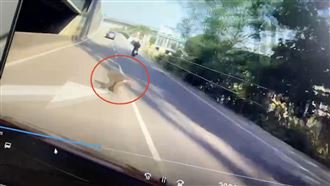 流浪狒狒路邊竄出　轎車急煞乘客尖叫