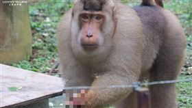六福村數2次狒狒！小編崩潰PO「猴子比中指照」：讓我當個狒物▲（圖／翻攝自六福村主題遊樂園臉書）