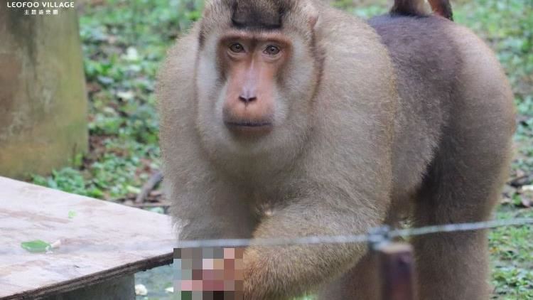 六福村小編崩潰PO猴子中指照：讓我當狒物