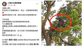 六福村,東非狒狒,脫逃,臉書,小編（圖／翻攝自六福村主題遊樂園臉書）