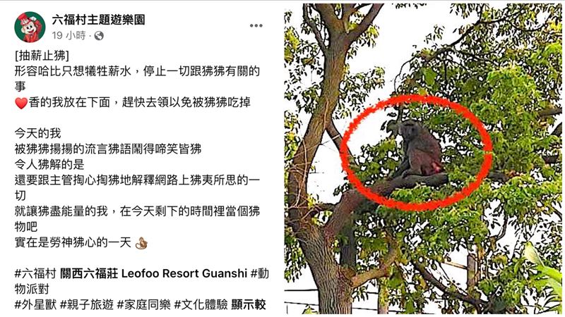 脫逃狒狒燒到六福村　小編喊累：勞神狒心