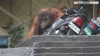 紅毛猩猩是狒狒「越獄前輩」　連機車都拆