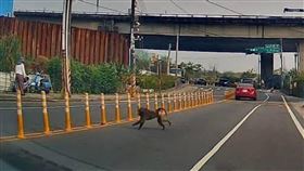 狒狒,我是中壢人