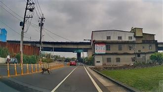 找狒狒桃市府組抓狒戰情室　今晚鎖定這找