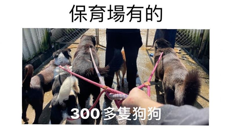 桃園有逃狒　動保協會：八里有1物300多隻