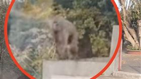 東非狒狒（圖／翻攝畫面）