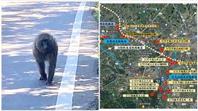 東非狒狒,路線,廊道（圖／翻攝自黃志杰臉書）