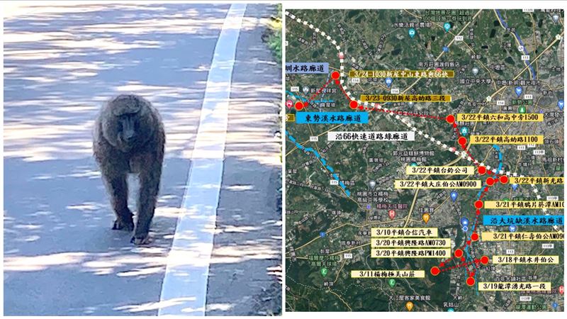 關西爆狒狒亂竄「以為大獼猴」當地人發聲