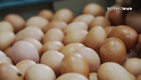 進口蛋抗漲0900