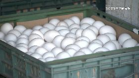 進口蛋抗漲0900
