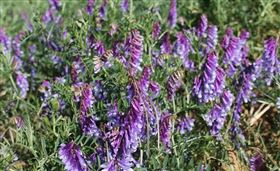 紫花苜蓿藥草之王讓你控醣、減脂又營養（業配勿用）