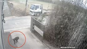 東非狒狒,富岡,食物,民宅（圖／翻攝自臉書《我是富岡人》）