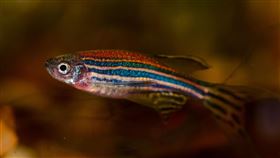 斑馬魚，圖翻攝自Pixabay