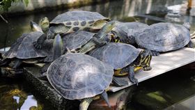 晴到多雲天氣穩定  池塘烏龜曬太陽（2）中央氣象局指出，台灣西半部9日天氣轉為更穩定，大多為晴到多雲的天氣。大台北地區午後陽光普照，松山文創園區內池塘烏龜群也爬出水面享受陽光。中央社記者郭日曉攝  111年4月9日