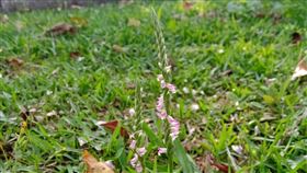 綬草(楊小姐提供)