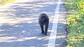 東非狒狒,高清照,廢水廠（圖／翻攝畫面）