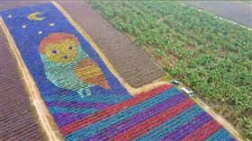 鳳梨彩帽地景「旺福鴞」屏科大金獎團隊「鳥來旺來福氣來」製作，彩虹貓頭鷹在鳳梨田中在月光下賞星星的地景。圖／屏科大鳥類生態研究室提供