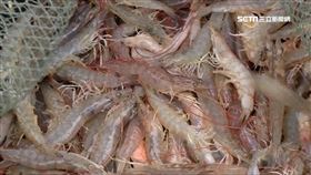 中秋烤肉傷荷包 白蝦減3成.文蛤1公斤破百